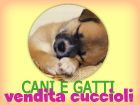 VENDITA CUCCIOLI CANI E GATTI