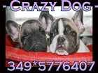 CRAZY DOG Snc