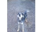 Seth bellissimo cucciolone in canile. In adozione