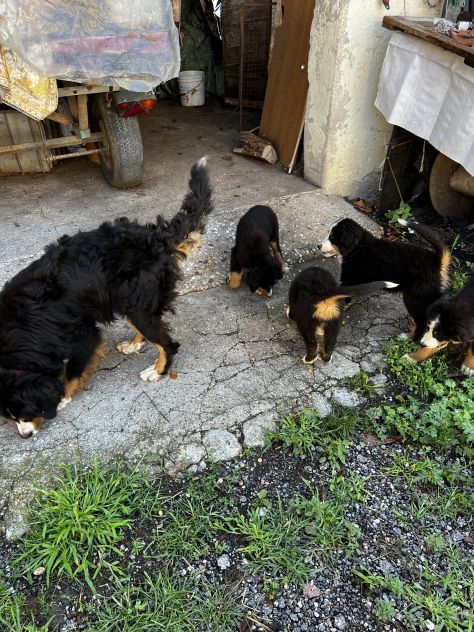 Cuccioli maschietti di Bovaro del Bernese - Foto 8