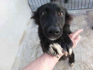 Lewis (taglia mediopiccola)