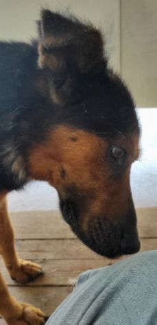 CANE IN ADOZIONE: GRISU' il lupetto abbandonato. - Foto 5