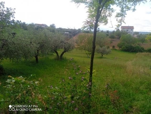 Uliveto in vendita a Lanciano