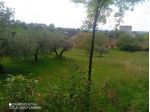 Uliveto in vendita a Lanciano