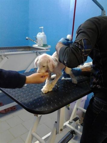 NINA, splendida cucciola - Foto 5