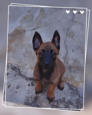 Allevamento Pastore Belga Malinois in Basilicata Matera Potenza - Foto 3