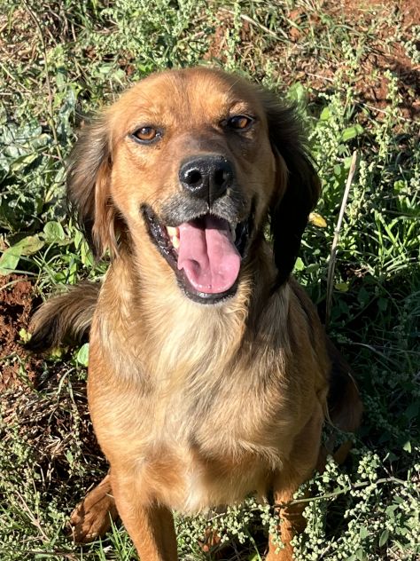 Aky un dolce e spiritoso cagnolino - Foto 2