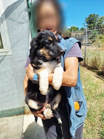 Ma che ci faccio io in canile? portami vai da qui. - Foto 2