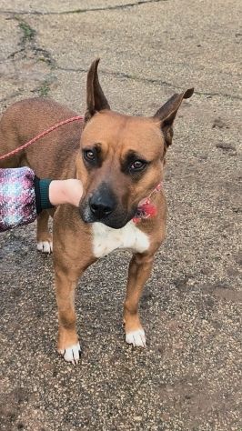 Eva una dolcissima cagnolina amstaff cerca una casa con un amorevole famiglia - Foto 7