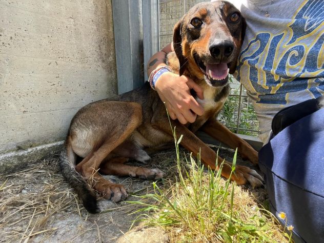MELAMPO, OCCHIONI DOLCI, CAGNOLINO IN ADOZIONE - Foto 9