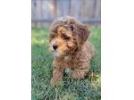 MALTIPOO &amp; MALTIPO CUCCIOLI ITALIANI -  da 60 euro al mese