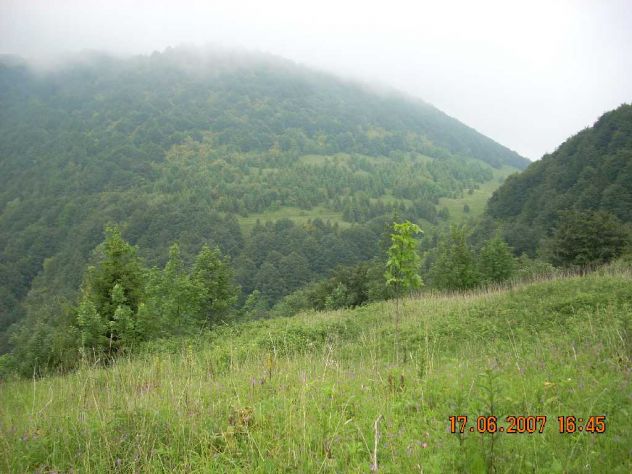 fondo bosco ex malga - Foto 8