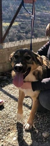 ERCOLE DIMENTICATO TRA I TANTI CANE IN ADOZIONE - Foto 4