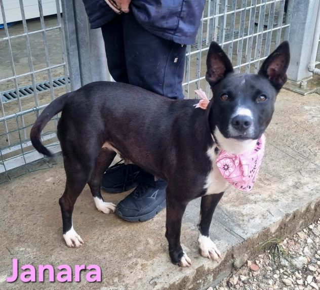 JANARA - Foto 8