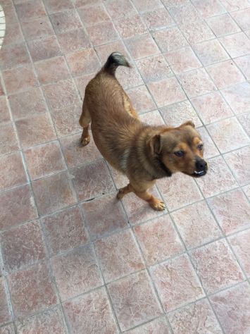 CASTAGNA, tenerissimo cagnolino taglia piccola in pericolo - Foto 3