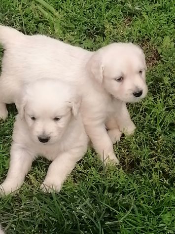 Cuccioli di golden retriever - Foto 2