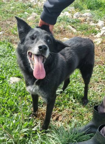 In cerca di un miracolo , Bis nero taglia media gli manca un occhio e cieco - Foto 8