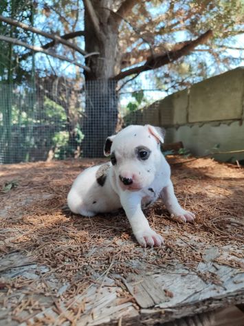 Cucciola Amstaff con pedigree ENCI - Foto 3