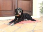 DOLCE HOLLY IN REGALO IN TUTTA ITALIA