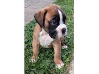 boxer cuccioli
