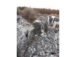 Cuccioli Amstaff Blu in Basilicata