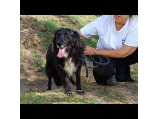 JACK bellissimo e socievolissimo CANE IN ADOZIONE