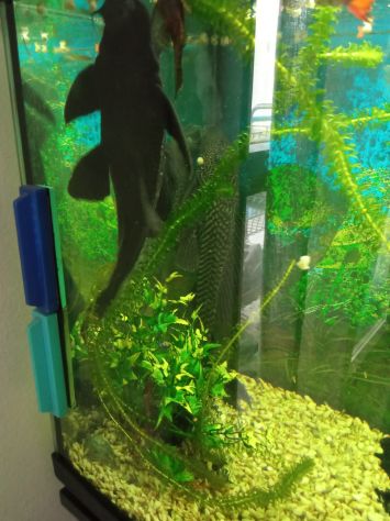 VENDO Pesci pulitore Ancistrus - Ancostrus - Hipostomus - Foto 2
