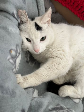 MINETTE, meravigliosa creatura - Foto 4
