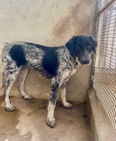 PROCOPIA, UN'OCCASIONE DI VITA, CAGNOLINA IN ADOZIONE - Foto 9