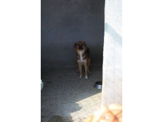 FRECCIA 4 ANNI 12 kg circa IN CANILE
