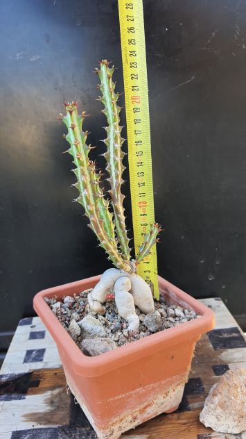 Cactus Caudex Bonsai -  Euphorbia Knutii - RARA! - Foto 4