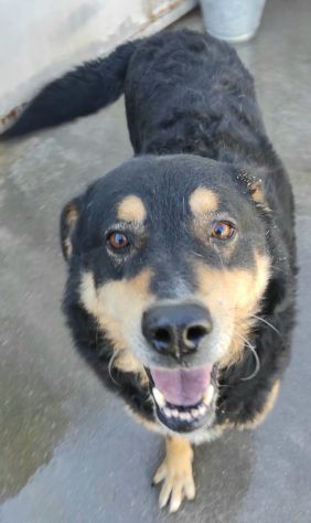 CANE IN ADOZIONE. L' ATTESA DI CAFFE' - Foto 7