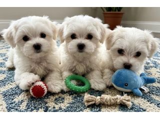 MALTESE & MALTESI CUCCIOLI TOP - pag. dilazionato