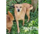 Annetta taglia piccola 10 kg