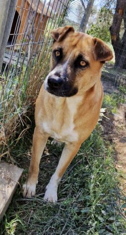 TARE dolcissima cagnolina..è qui che attende da tanto tempo una famiglia. - Foto 5