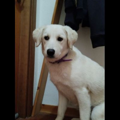 GIORGIA ADORABILE CAGNOLINA IN ADOZIONE - Foto 2