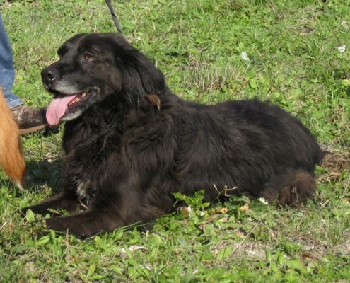 LADY, cagnolina dolcissima - Foto 4