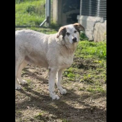 LA DOLCEZZA CHIAMATA NORMAN CANE IN ADOZIONE - Foto 7