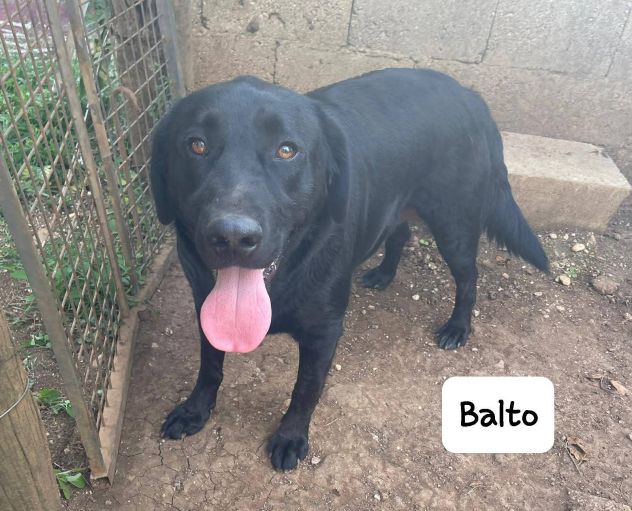 Balto simil labrador - Foto 2
