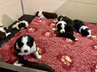 Cuccioli di Border Collie