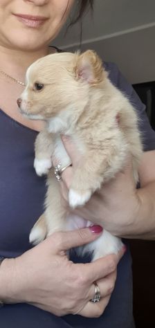 Chihuahua femmina