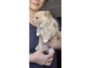 Chihuahua femmina
