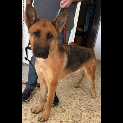 LUNA splendida PT, cane in adozione