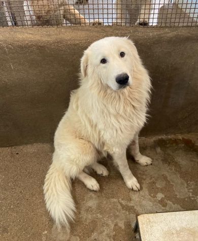 OWELL cerca SALVEZZA dal canile eterno CANE IN ADOZIONE - Foto 3