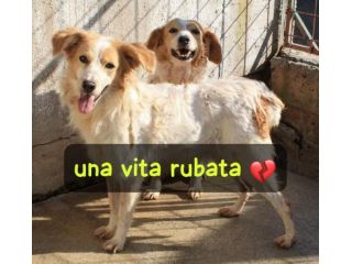 TITTY SIMIL BRETON 9 anni taglia media piccola Una vita rubata