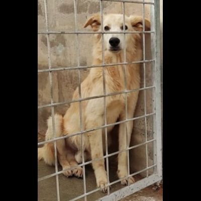 CECCO TENERO E GIOVIALE CAGNOLINO IN ADOZIONE - Foto 3
