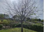 Appartamento in vendita a Pomaia - Santa Luce 45 mq  Rif: 1406668