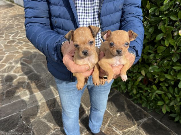 Cuccioli di Chihuahua X Pinscher