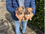 Cuccioli di Chihuahua X Pinscher