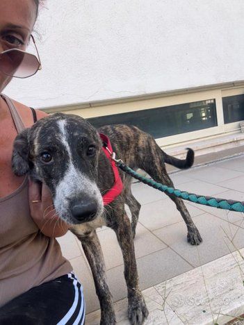 ELSA BUONA E SOCIEVOLE CUCCIOLA IN ADOZIONE - Foto 3